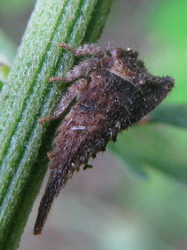 Centrotus cornutus in accoppiamento